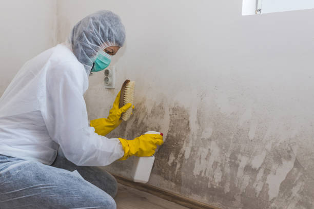 Best Post-Flood Mold Remediation in Oronogo, MO